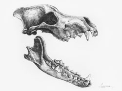 Dog Skull