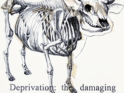 Cow Skeleton