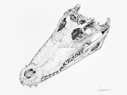 Crocodile skull